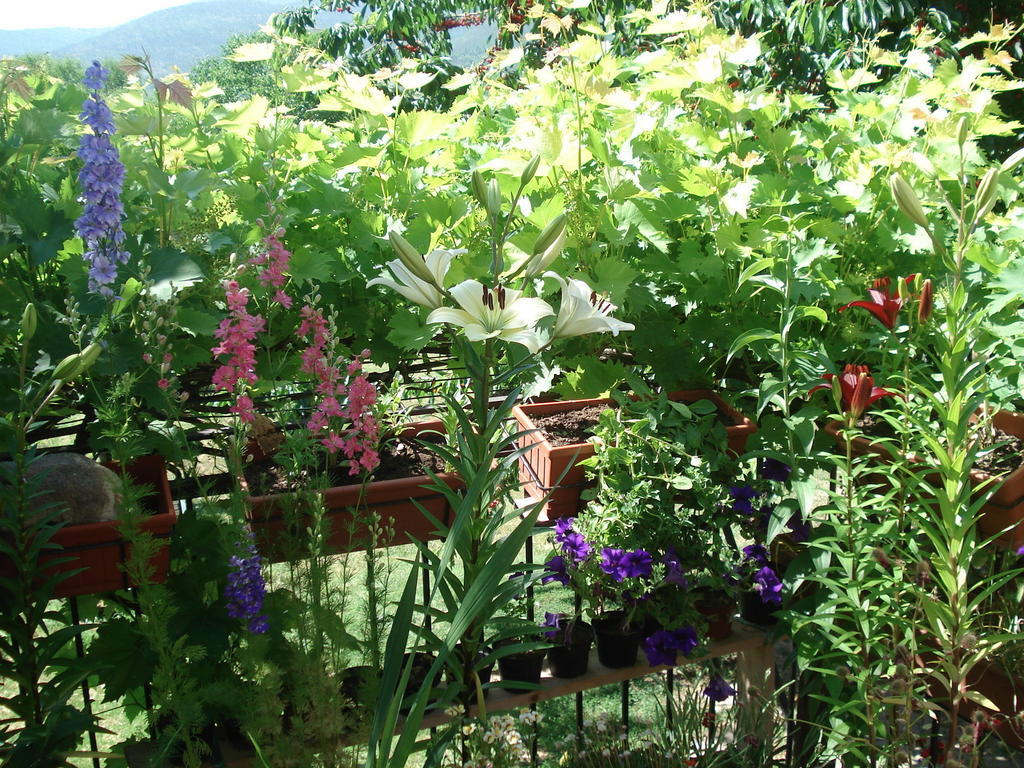 Abruzzo Segreto Bed & Breakfast Navelli Dış mekan fotoğraf